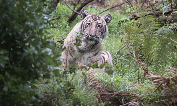 Exceptionally Rare 'pale Tiger' Photographed In The Wild