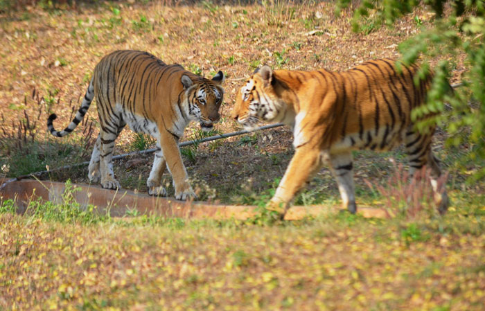 Big Blow To Tiger Conservation As Over 20 Big Cats Still Die In Indian Zoos Every Year