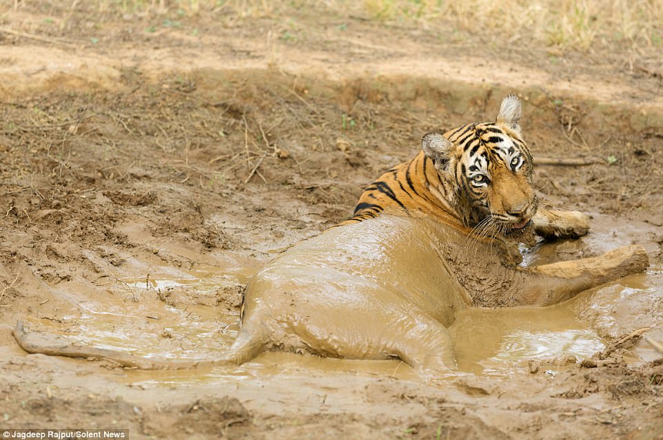 She's Ruined Her Coat! Close-up Photos Show Three-year-old Tiger Rolling Around In The Mud In India