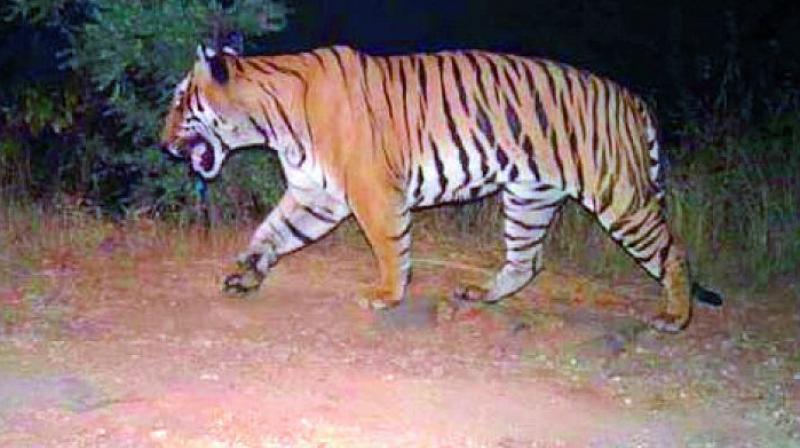 Panel Says Donâ€™t Share Tiger Pics On Facebook, WhatsApp