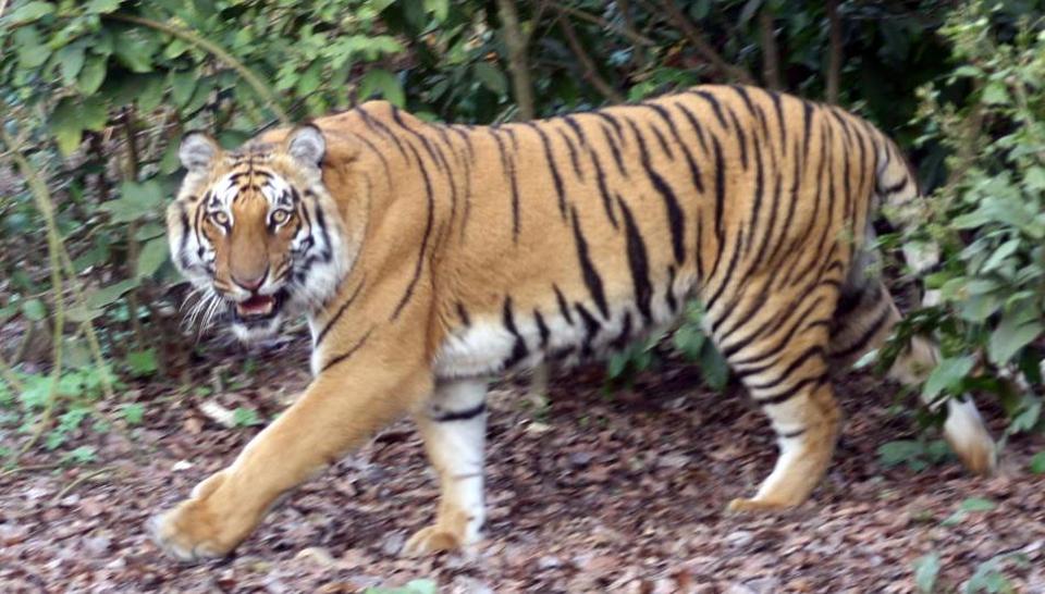 Assamâ€™s Orang May Replace Kaziranga As Park With Highest Tiger Density