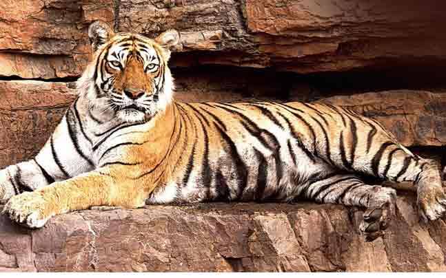 India To Get New Tiger Hubs, Rise In Big Cat Population Expected