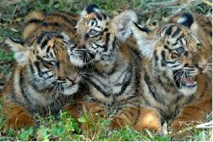 India's First Tiger Cell To Be Set Up In Dehradun  