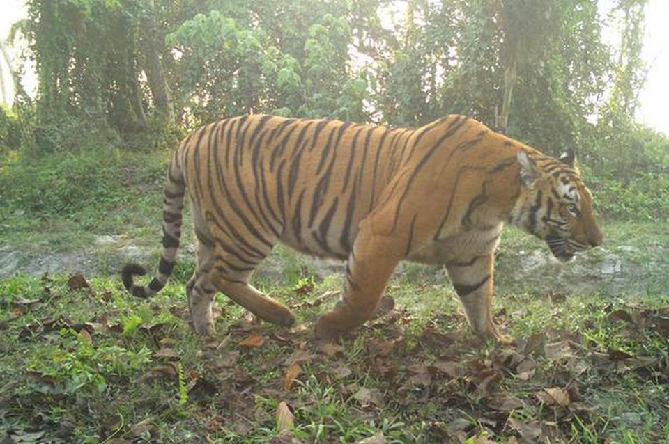 Tiny Orang Roars On Tiger Density