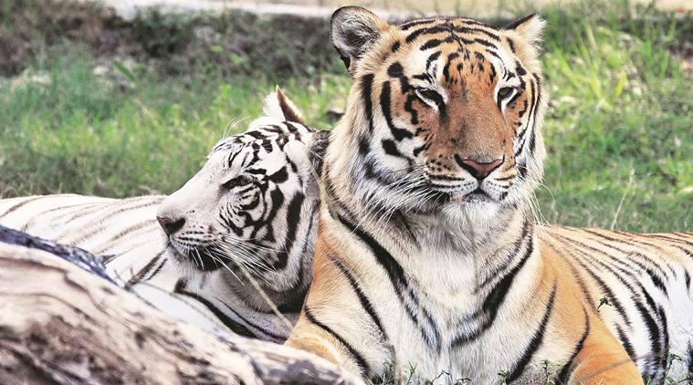 Maharashtra: Power Lines To Be Mapped To Prevent Tiger Deaths