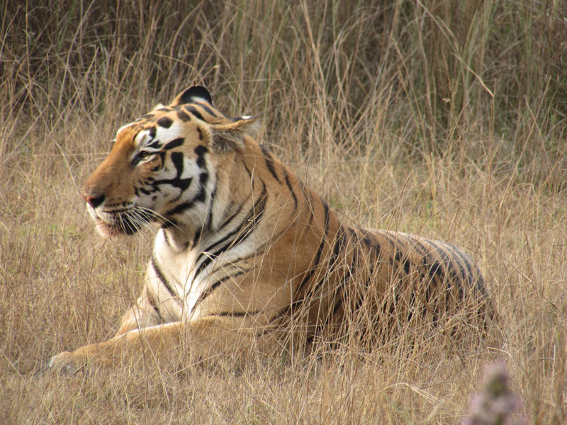 Kanha Tiger Reserve