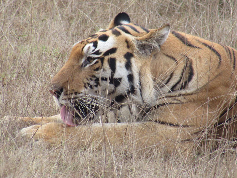 Manas Tiger Reserve