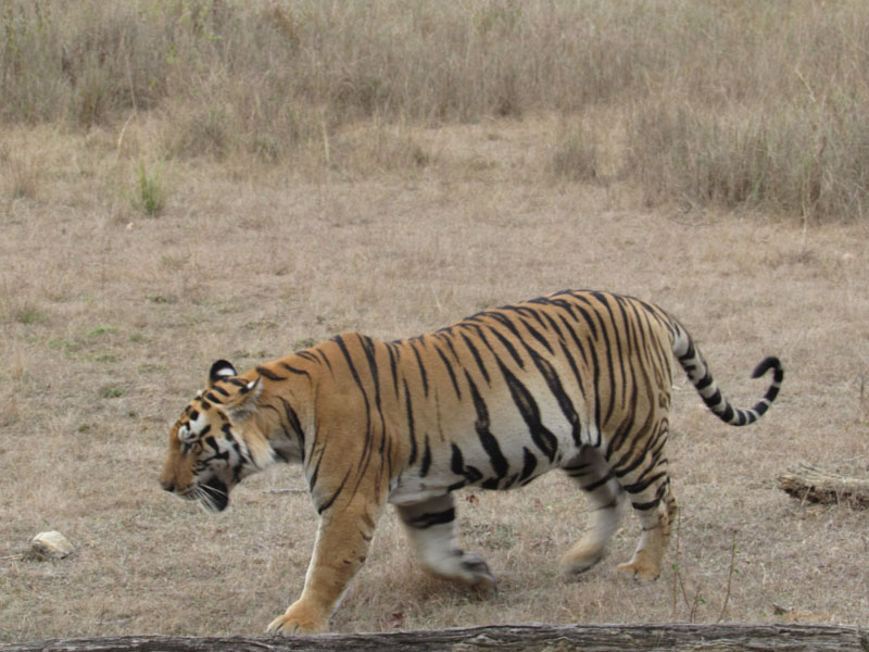 Melghat Tiger Reserve