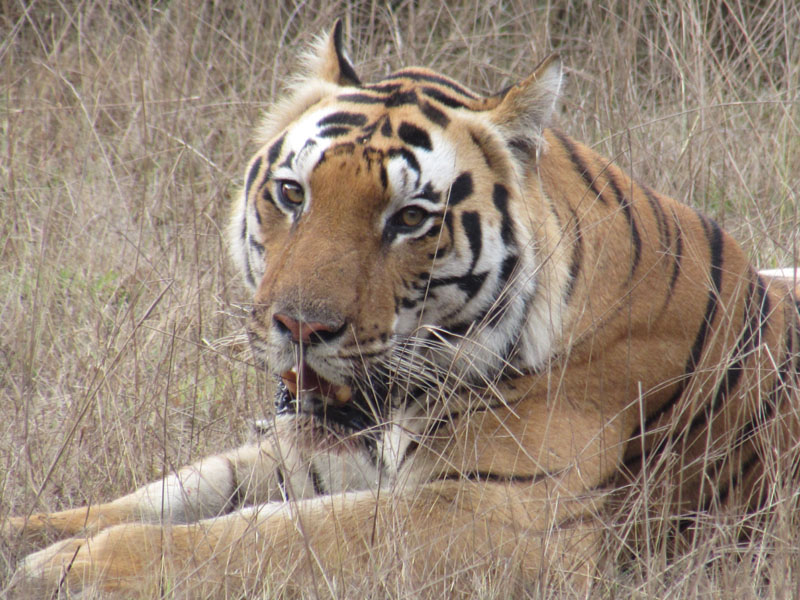 Ranthambore Tiger Reserve