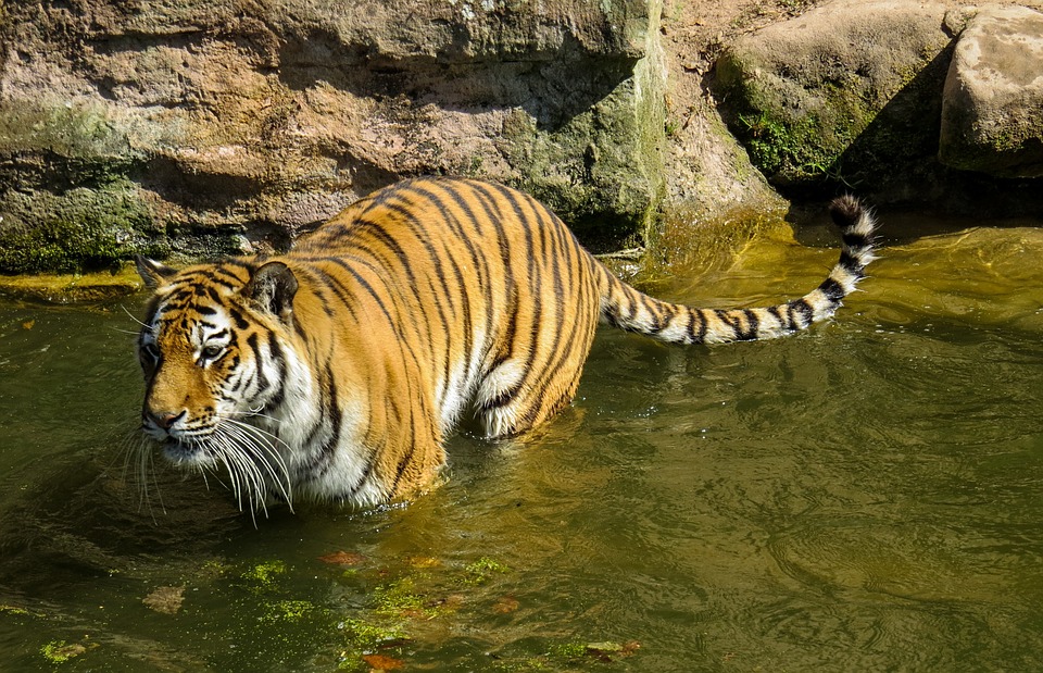 Kaziranga Tiger Reserve
