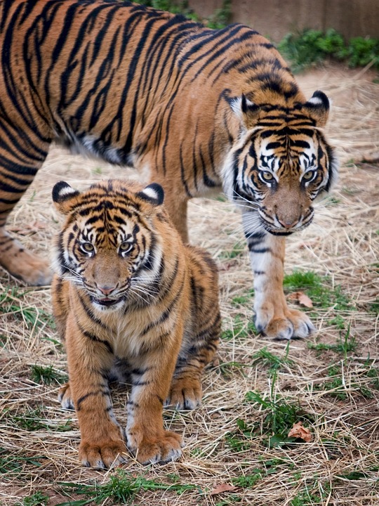 Nameri Tiger Reserve 