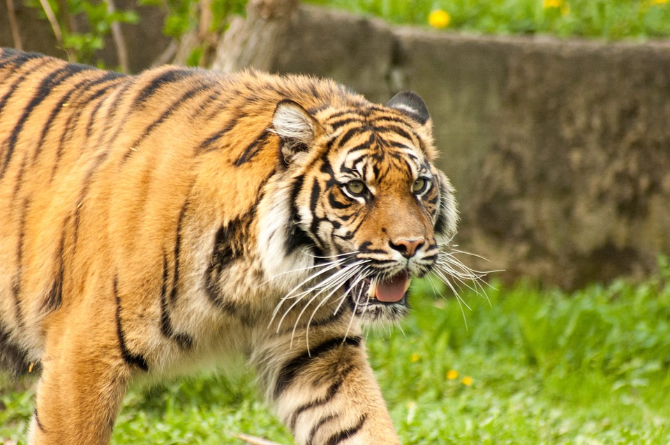 Navegaon-Nagzira Tiger Reserve