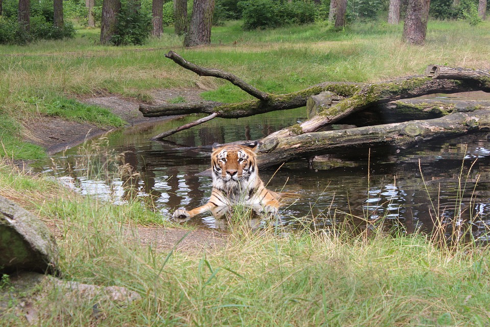 Amrabad Tiger Reserve