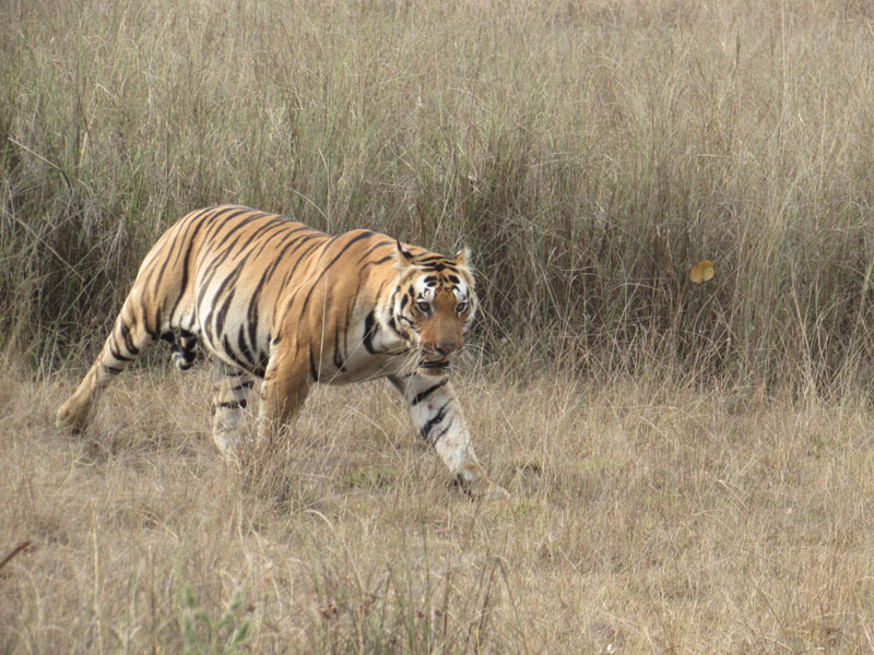 Nagarjunsagar-Srisailam Tiger Reserve